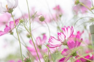 Venus Freeze Scottsdale | Shaun Parson Plastic Surgery