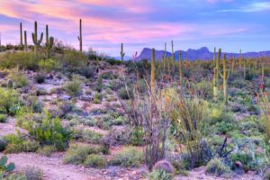 Plastic Surgeon Dr. Shaun Parson | Scottsdale Plastic Surgery Fly In Program
