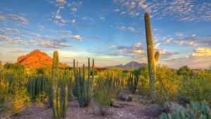 Plastic Surgeon Dr. Shaun Parson | Scottsdale Plastic Surgery Fly In Program